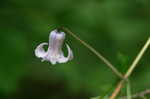 Swamp leather flower